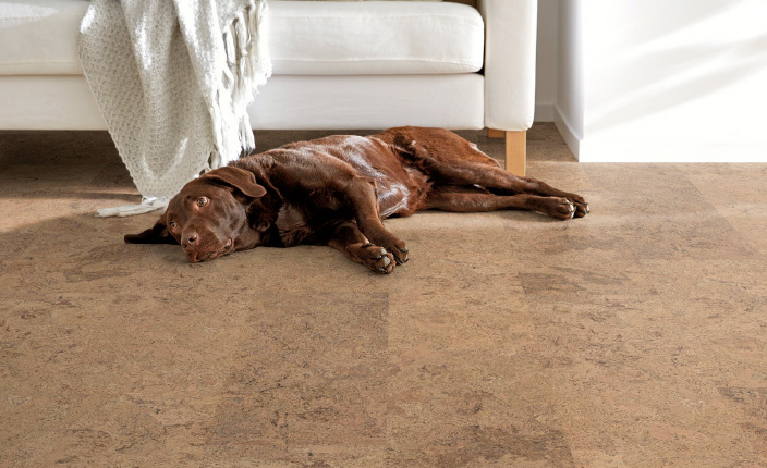 Ein brauner Labrador liegt entspannt auf einem braunen Korkboden vor einem weißen Sofa mit heller Decke.