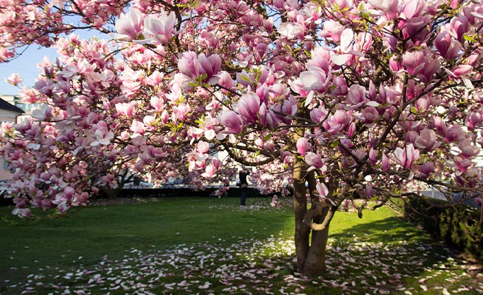 Ein blühender Magnolienbaum mit zahlreichen rosafarbenen Blüten in einem Garten. Auf dem Rasen liegen bereits herabgefallene Blütenblätter.