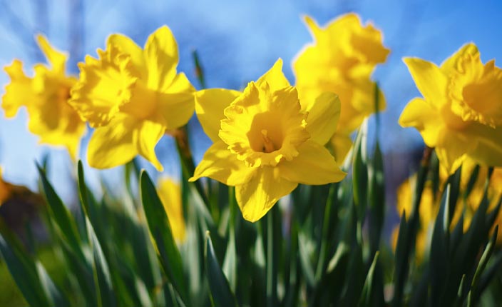 Ein Strauß gelber Narzissen blüht im Garten vor blauem Himmel.