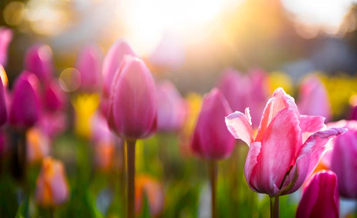 Nahaufnahme von pinkfarbenen Tulpen auf einer blühenden Frühlingswiese im Gegenlicht der tiefstehenden Sonne.