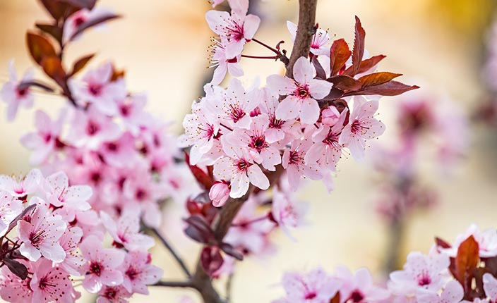 Zartrosa Blüten des Mandel-Pfirsichs an einem sonnigen Frühlingstag im Garten.