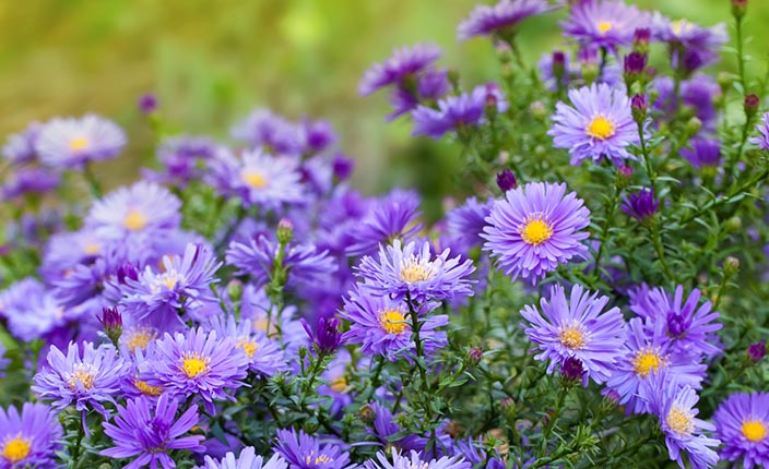 Violette Herbstastern mit gelber Blütenmitte in einem Gartenbeet vor unscharfem Hintergrund.