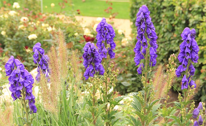Mehrere hohe, intensiv blauviolette Blütenstände des Blauen Eisenhuts ragen aus einem herbstlich bepflanzten Beet empor.