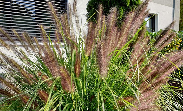 Üppiger Horst aus Federborstengras mit zahlreichen flauschigen, braunvioletten Blütenähren vor einem modernen Haus.