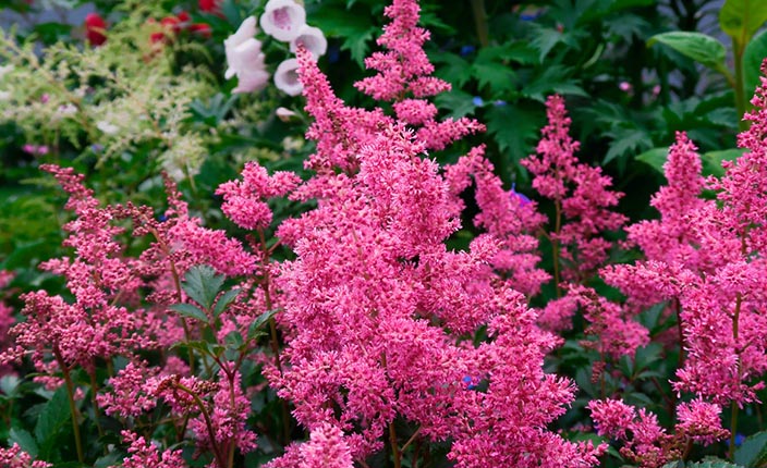 Dichte rosa Blütenrispen der Prachtspiere in einem üppig bepflanzten Gartenbeet mit grünem Hintergrund.