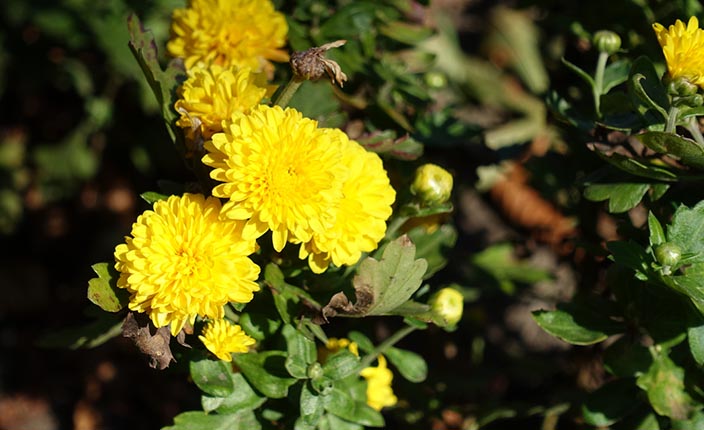 Gelb blühende Herbst-Chrysanthemen mit dichtem grünen Blätterwerk in einem spätsommerlichen Gartenbeet.