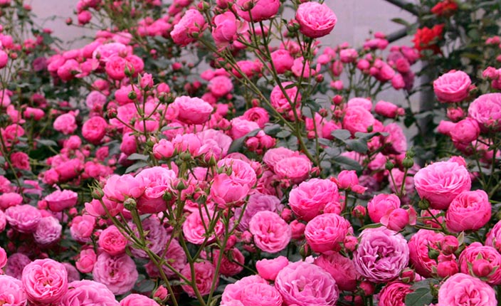 Üppig blühende Beetrose „Pomponella“ mit zahlreichen rosa Blüten als prachtvoller Sommerblüher im Garten