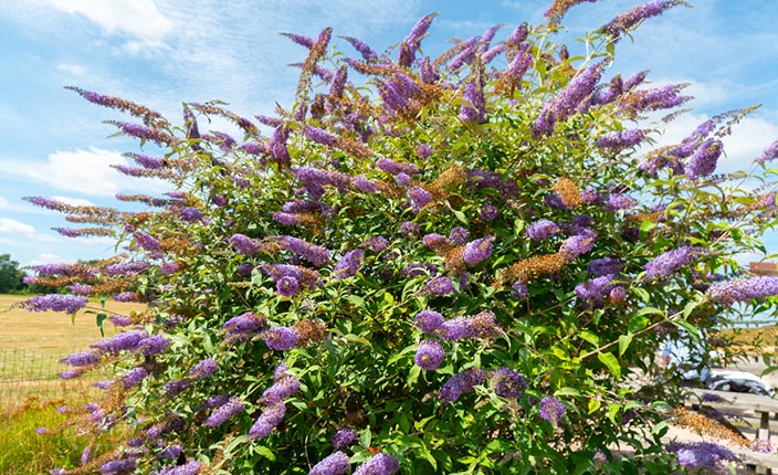 Sommerfliederstrauch mit zahlreichen violetten Blütenrispen im Garten vor blauem Himmel