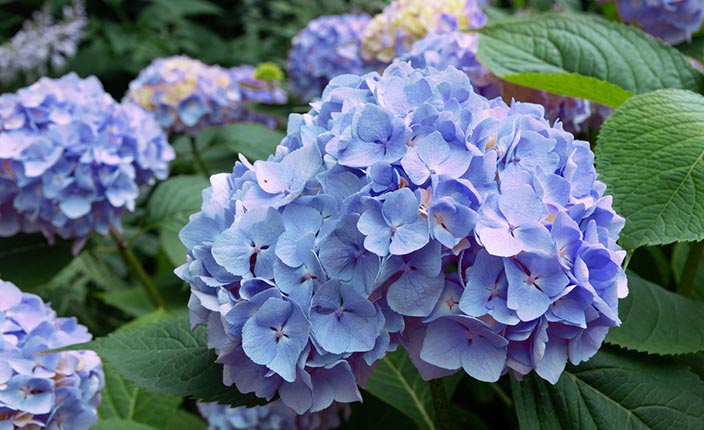 Blaue Ballhortensie in Nahaufnahme mit dicht stehenden Blüten und grünen Blättern im Hintergrund