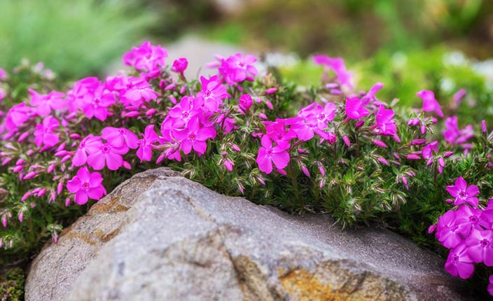Leuchtend pinke Flammenblumen wachsen am Rand eines Steingartens zwischen großen Steinen