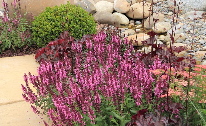 Üppig blühender Ziersalbei mit violettrosa Blüten in einem naturnah gestalteten Trockenbeet mit Steinen und Ziersträuchern