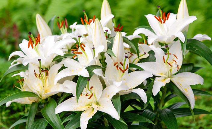 Weiße Königslilien mit orangefarbenen Staubgefäßen in voller Blüte, umgeben von kräftigem grünen Laub im Gartenbeet