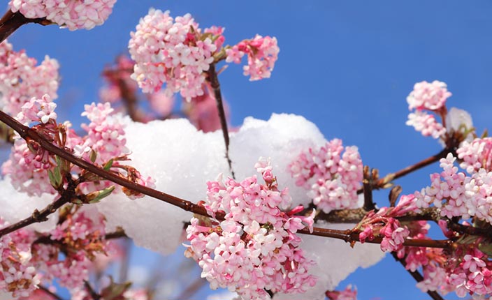 Blühender Winterschneeball mit Schnee bedeckt vor blauem Himmel.