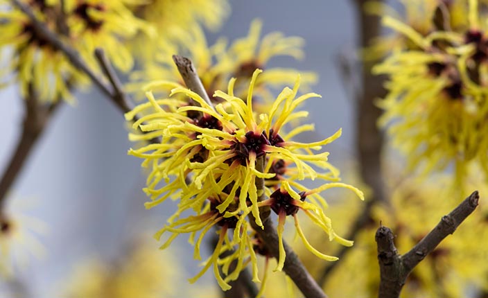 Leuchtend gelbe Blüten der Zaubernuss an kahlen Zweigen im Winter.
