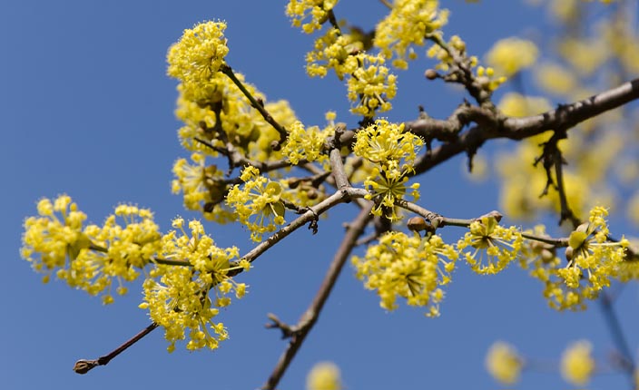 Gelbe Blüten der Kornelkirsche an noch unbelaubten Zweigen vor strahlend blauem Himmel