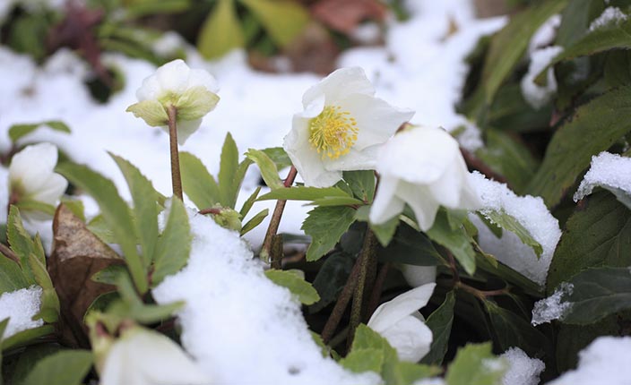 Weiße Christrosen mit gelben Staubblättern blühen zwischen grünem Blattwerk und Schneeresten.