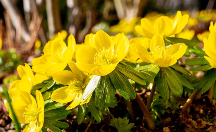 Leuchtend gelbe Winterlinge mit glänzenden Blüten und grünen Blättern blühen im frühen Sonnenlicht.