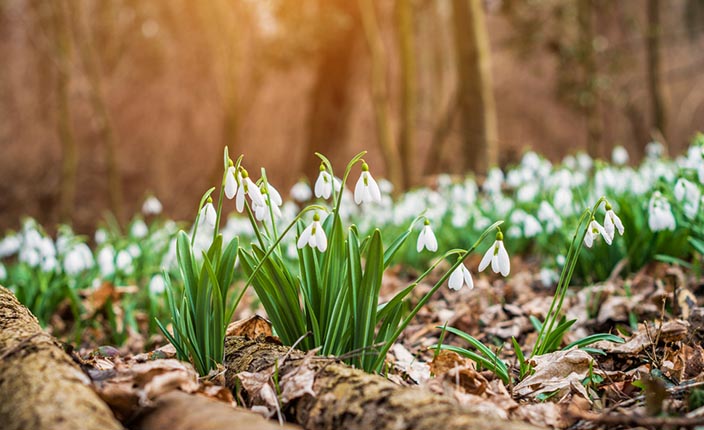 Blühende Schneeglöckchen auf dem Waldboden zwischen Laub und Baumstämmen