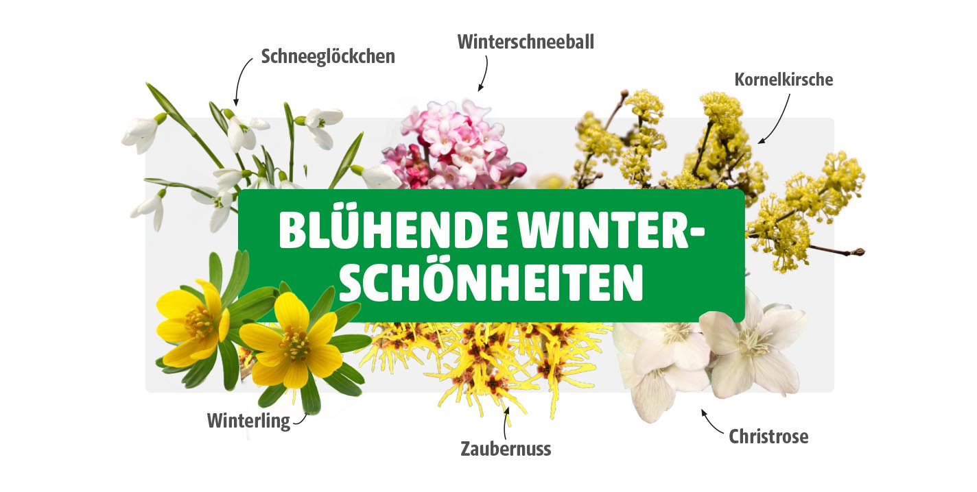 Collage verschiedener Winterpflanzen mit Schnee­glöckchen, Winter­schnee­ball, Kornel­kirsche, Winterling, Zaubernuss und Christrose vor weißem Hintergrund mit grünem Titelbalken „Blühende Winterschönheiten“
