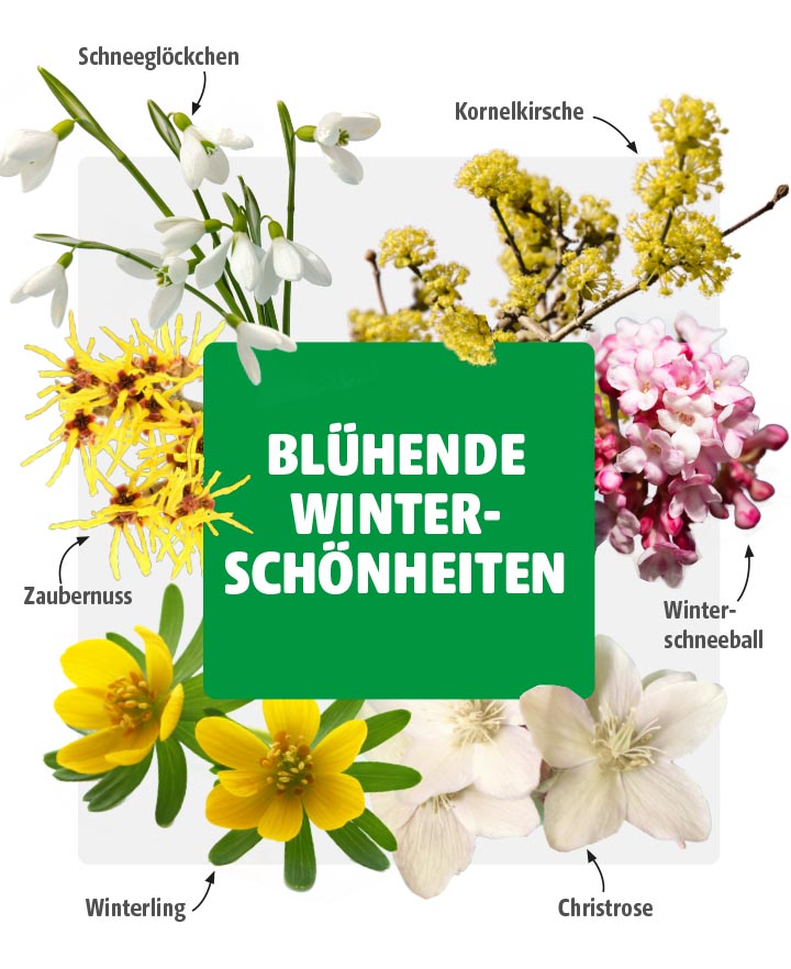 Collage verschiedener Winterpflanzen mit Schnee­glöckchen, Winter­schnee­ball, Kornel­kirsche, Winterling, Zaubernuss und Christrose vor weißem Hintergrund mit grünem Titelbalken „Blühende Winterschönheiten“