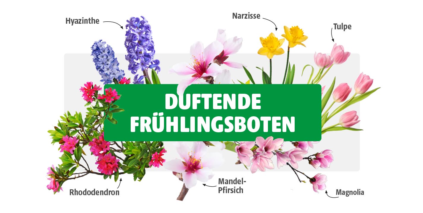 Collage verschiedener blühender Frühlingspflanzen wie Hyazinthe, Rhododendron, Mandel-Pfirsich, Narzisse, Tulpe und Magnolie. In der Mitte steht groß „Duftende Frühlingsboten“ auf grünem Hintergrund.