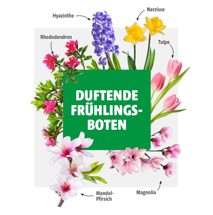 Collage verschiedener blühender Frühlingspflanzen wie Hyazinthe, Rhododendron, Mandel-Pfirsich, Narzisse, Tulpe und Magnolie. In der Mitte steht groß „Duftende Frühlingsboten“ auf grünem Hintergrund.