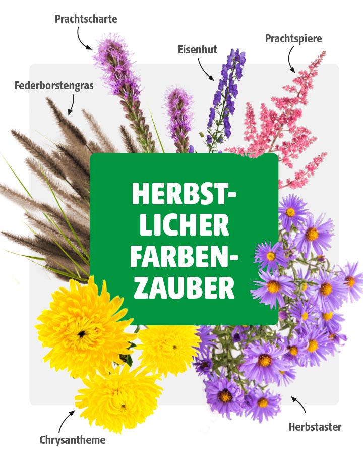Collage verschiedener herbstlicher Pflanzen mit Federborstengras, Prachtspiere, Chrysanthemen, Prachtscharte, Eisenhut und Herbstastern vor weißem Hintergrund mit grünem Titelbalken „Herbstlicher Farbenzauber“