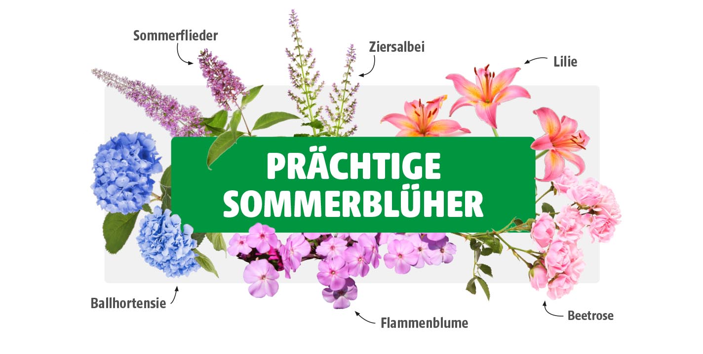 Collage verschiedener Sommerblüher wie Ballhortensie, Sommerflieder, Ziersalbei, Lilie, Flammenblume und Beetrose mit zentralem Text „PRÄCHTIGE SOMMERBLÜHER“.