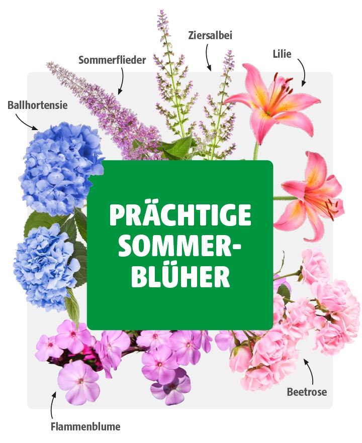 Collage verschiedener Sommerblüher wie Ballhortensie, Sommerflieder, Ziersalbei, Lilie, Flammenblume und Beetrose mit zentralem Text „PRÄCHTIGE SOMMERBLÜHER“.