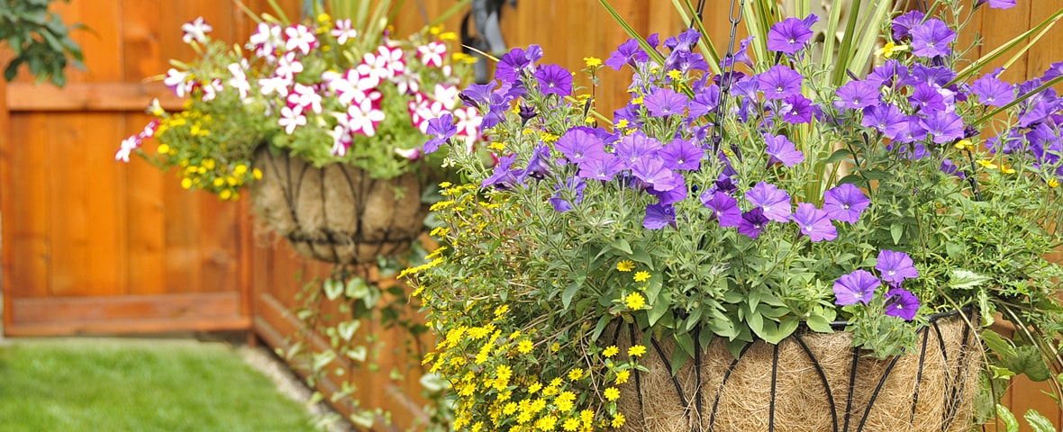 Blumen in Hängetöpfen