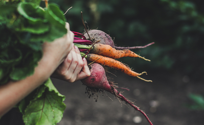 Frisch geerntetes Wurzelgemüse – eine Hand hält Bundmöhren und Rote Bete mit noch erdigen Wurzeln und sattem Grün im Hintergrund.