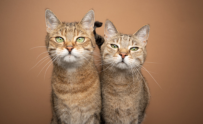 Zwei gestreifte Katzen mit einem braunen Hintergrund