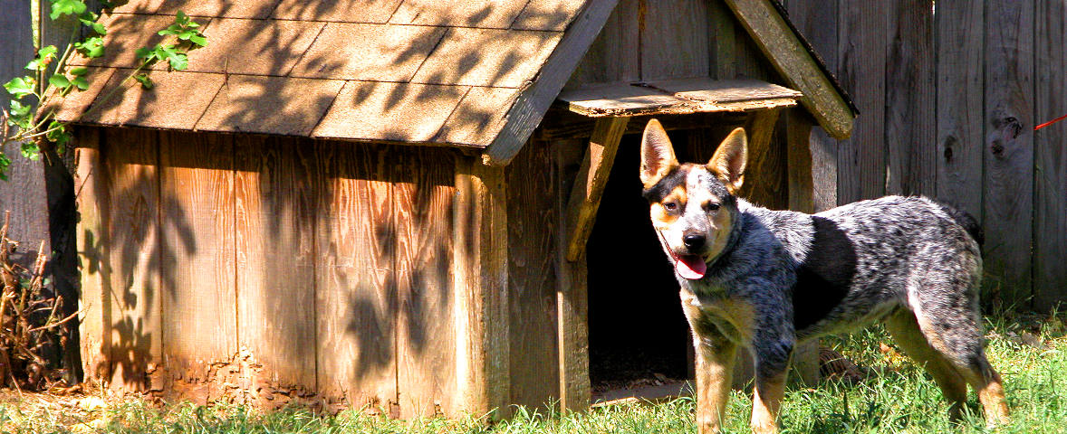 Hund vor Hundehütte Header