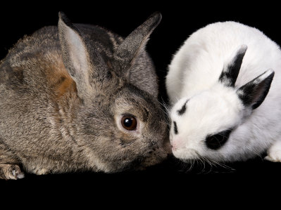 Ein graues und ein weißes Kaninchen mit schwarzen Abzeichen sitzen nebeneinander vor schwarzem Hintergrund und berühren sich mit den Nasen.