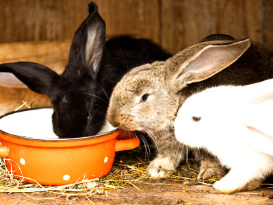 Kaninchen Verhalten