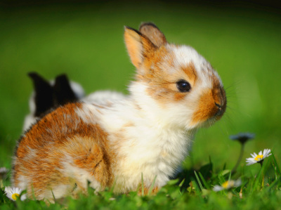 Kaninchen Verhalten