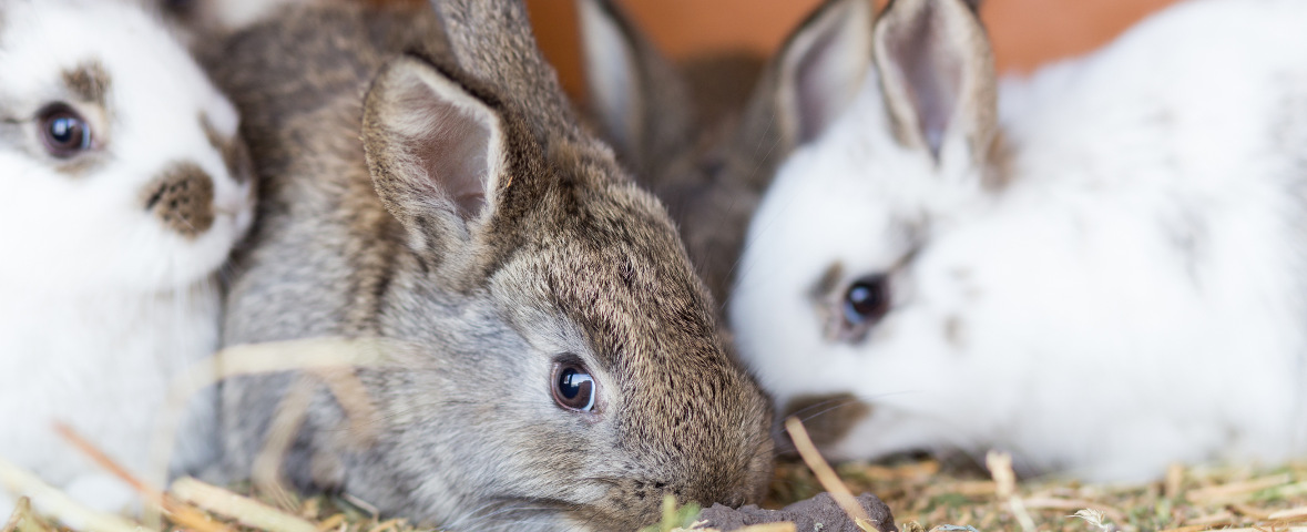 Mehrere Kaninchen liegen eng beieinander auf Stroh. Im Vordergrund befindet sich ein graues Kaninchen, daneben weiße Tiere mit dunklen Abzeichen.