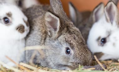 Kaninchen Verhalten