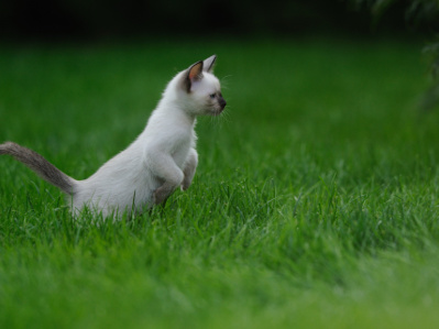 Katzen endgültig zusammenführen