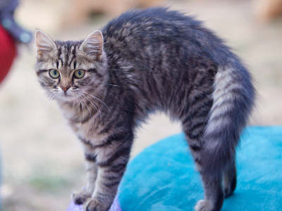 Eine flauschige, getigerte Katze steht mit aufgerichtetem Rücken und aufgestelltem Schwanz auf einem blauen Kissen.