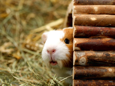 Meerschweinchen im Holzversteck