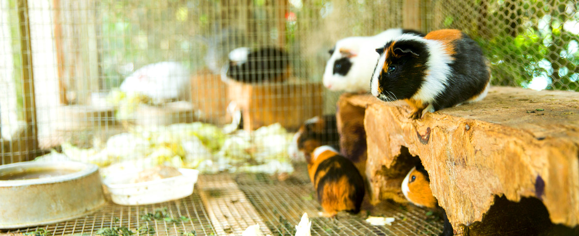 Meerschweinchen in einem Gehege