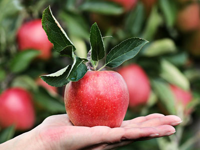 Hand präsentiert Apfel
