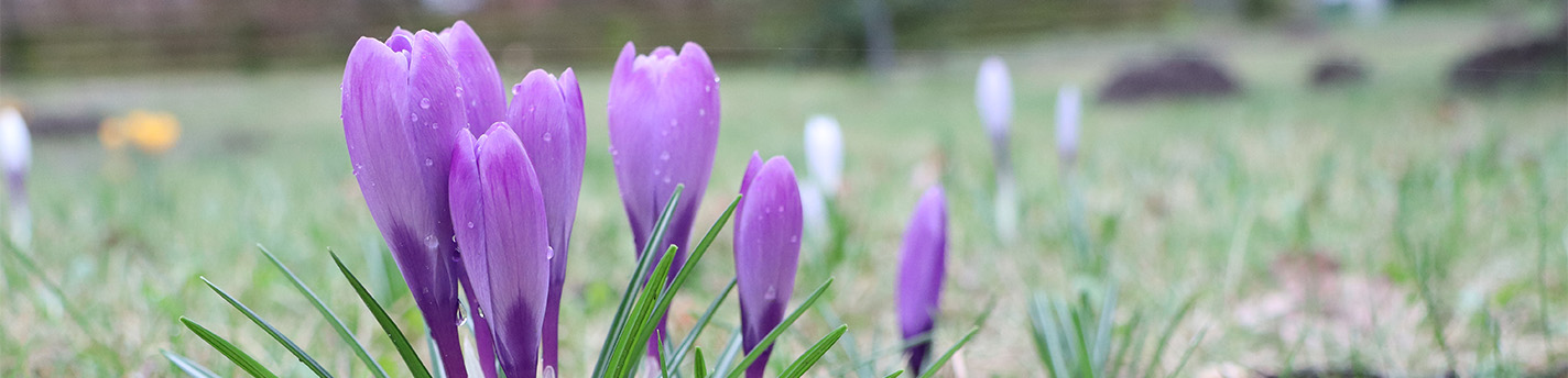Lila Krokusse blühen im Frühling auf einer feuchten Wiese.