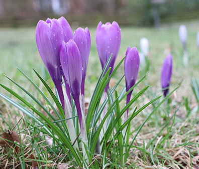Lila Krokusse blühen im Frühling auf einer feuchten Wiese.