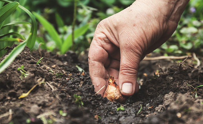 Blumenzwiebeln pflanzen
