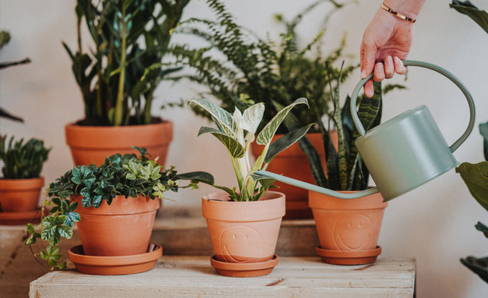 Jemand gießt Pflanzen die in Töpfen sind und in einem Raum stehen