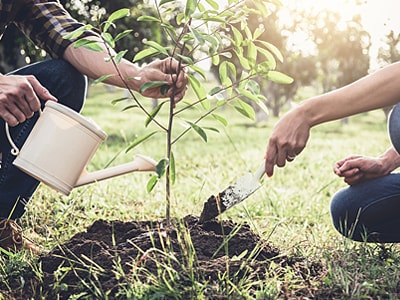 Baum wird eingepflanzt