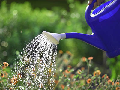 Gießkanne gießt Wasser über Blumen