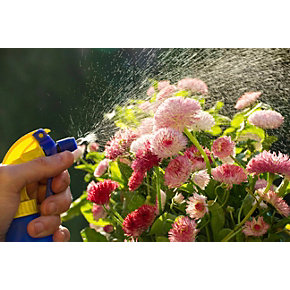 Eine Hand besprüht blühende rosa und rote Margeriten mit einer gelb-blauen Sprühflasche. Der feine Sprühnebel verteilt sich gleichmäßig über den Blüten im Sonnenlicht